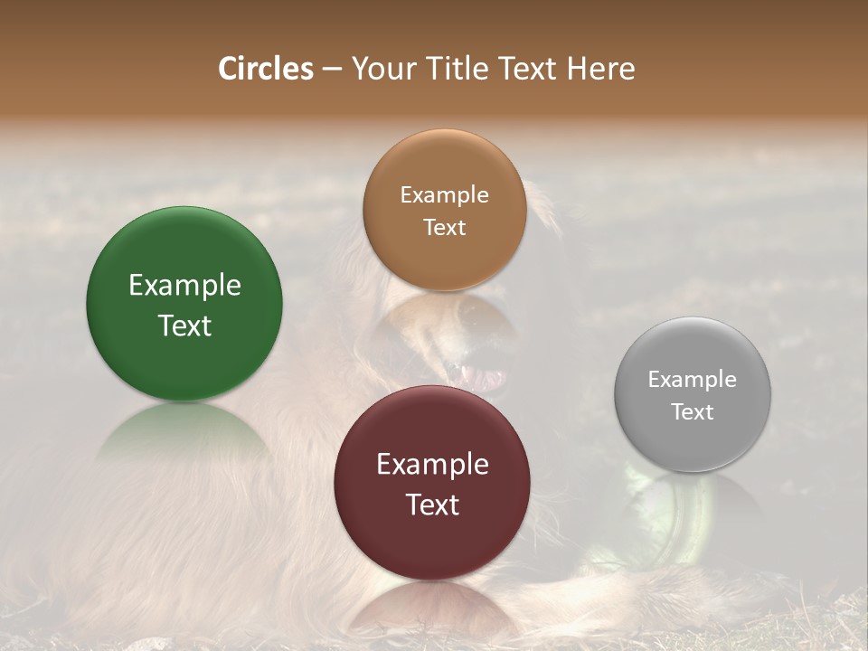 Golden With Frisbee PowerPoint Template