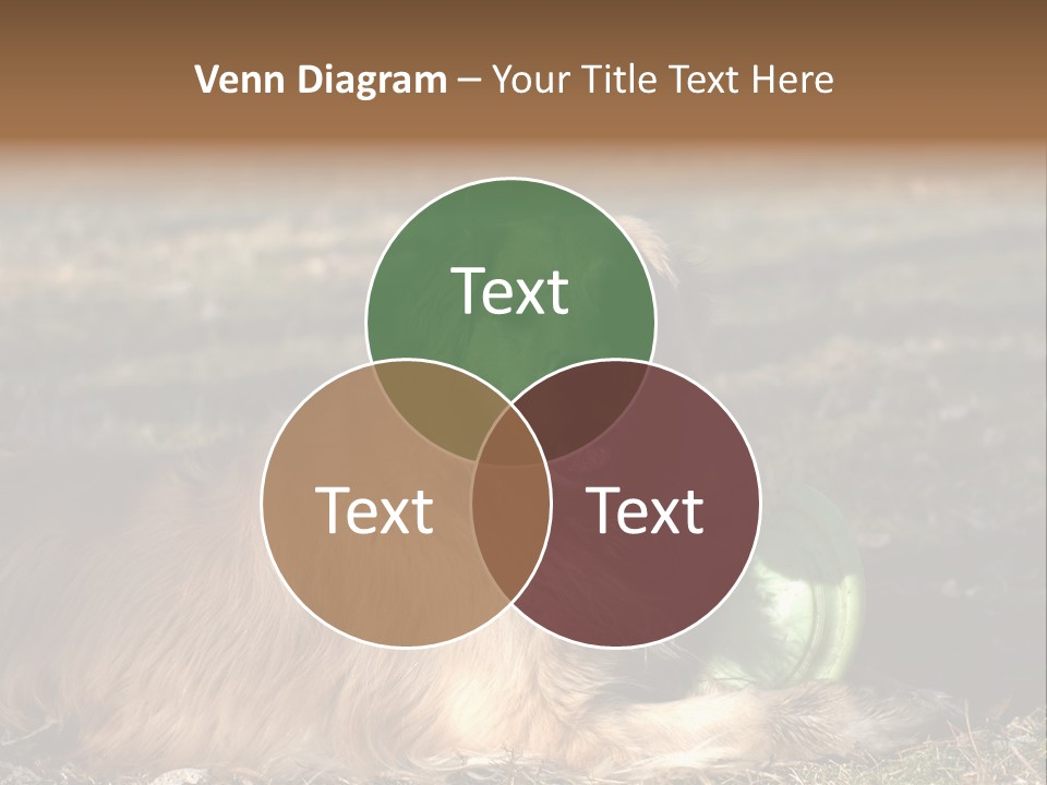 Golden With Frisbee PowerPoint Template