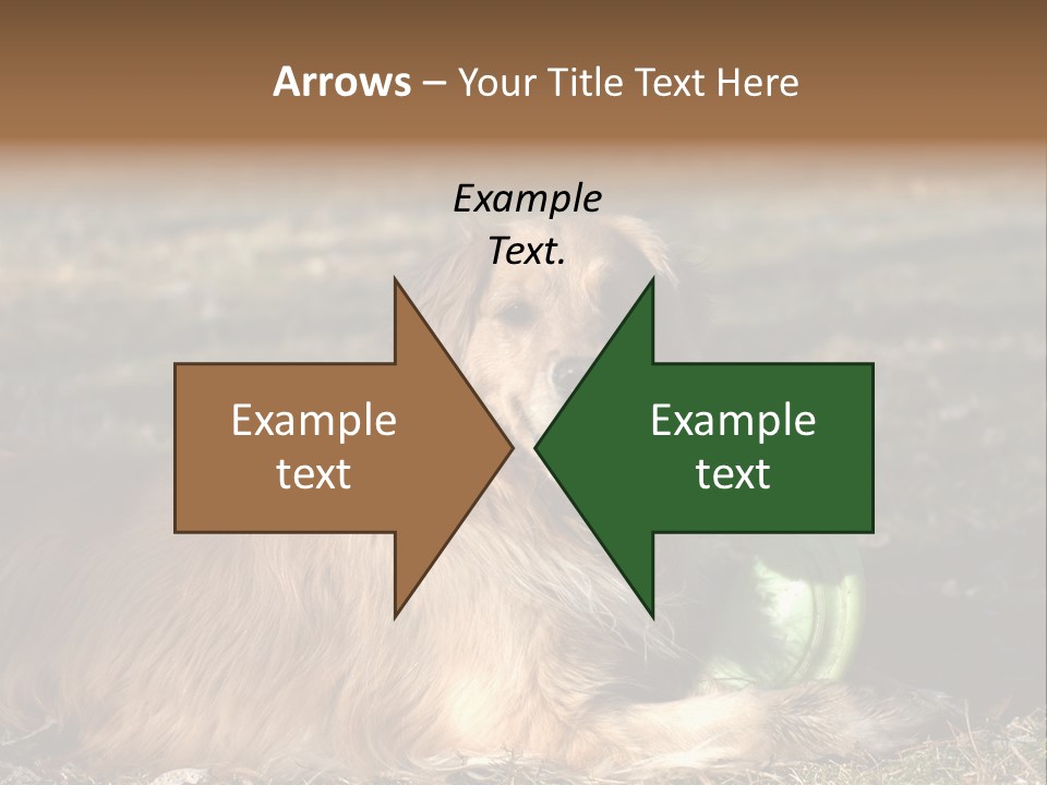 Golden With Frisbee PowerPoint Template