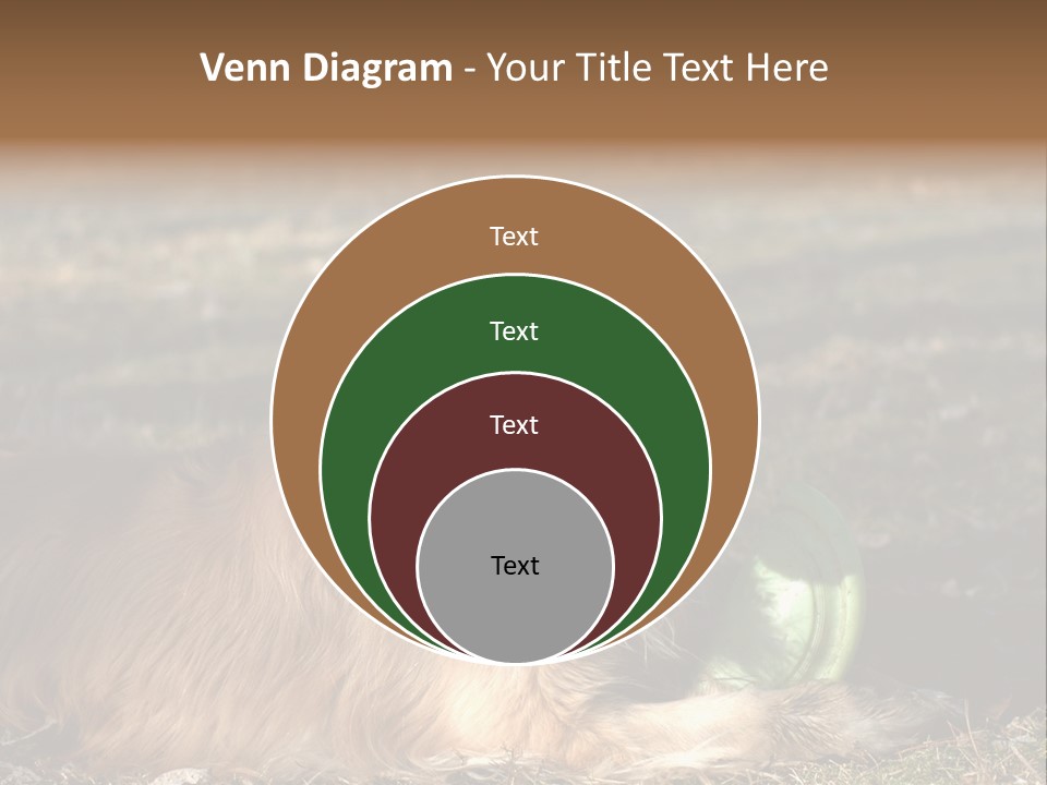 Golden With Frisbee PowerPoint Template