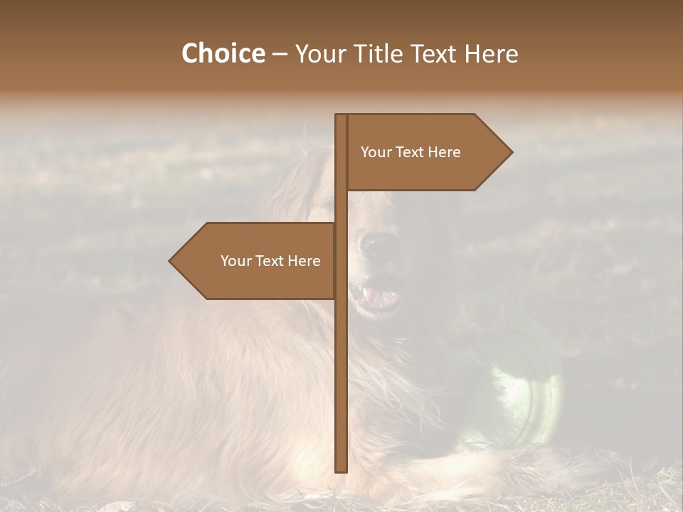 Golden With Frisbee PowerPoint Template