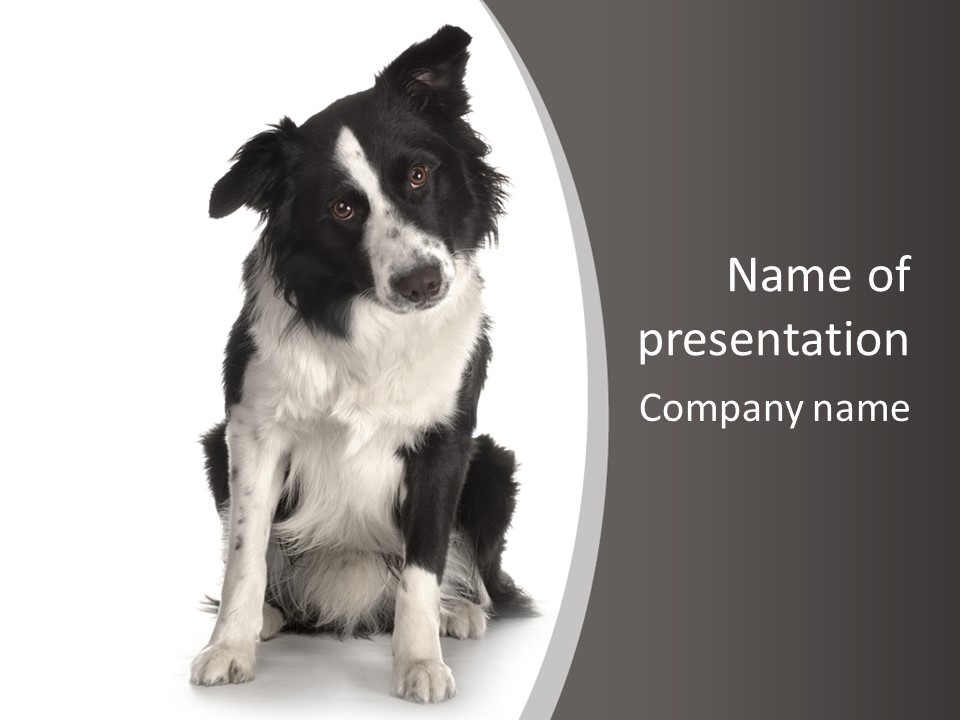 Border Collie Breed Sitting In Front Of A White Background And Facing The Camera PowerPoint Template