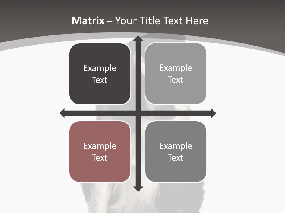 Border Collie Breed Sitting In Front Of A White Background And Facing The Camera PowerPoint Template