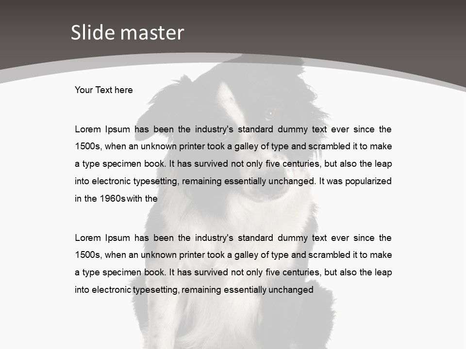 Border Collie Breed Sitting In Front Of A White Background And Facing The Camera PowerPoint Template