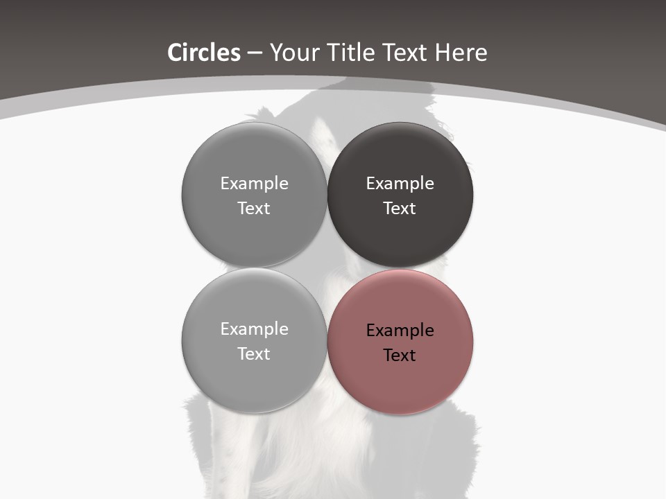 Border Collie Breed Sitting In Front Of A White Background And Facing The Camera PowerPoint Template