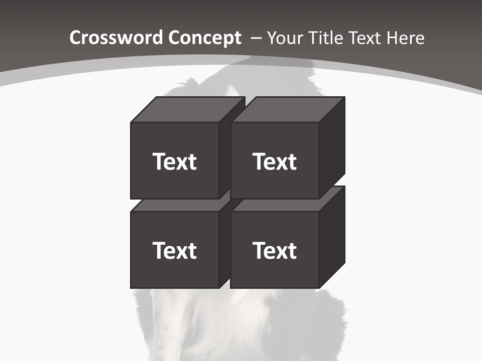 Border Collie Breed Sitting In Front Of A White Background And Facing The Camera PowerPoint Template