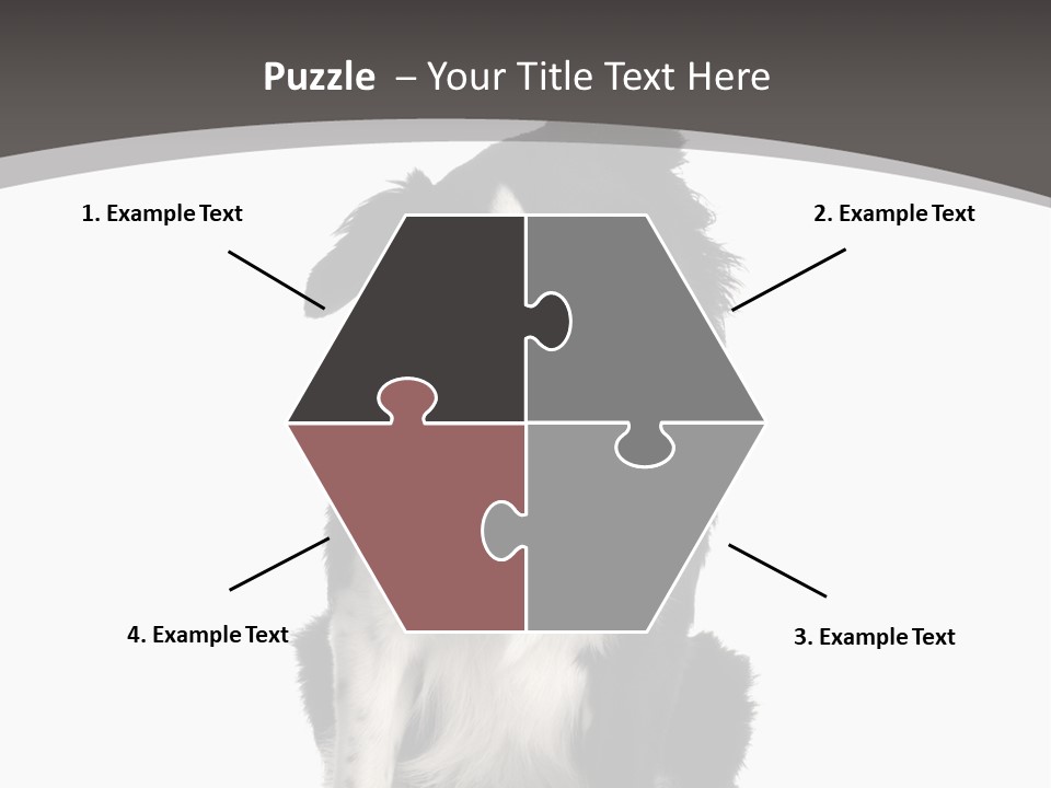 Border Collie Breed Sitting In Front Of A White Background And Facing The Camera PowerPoint Template