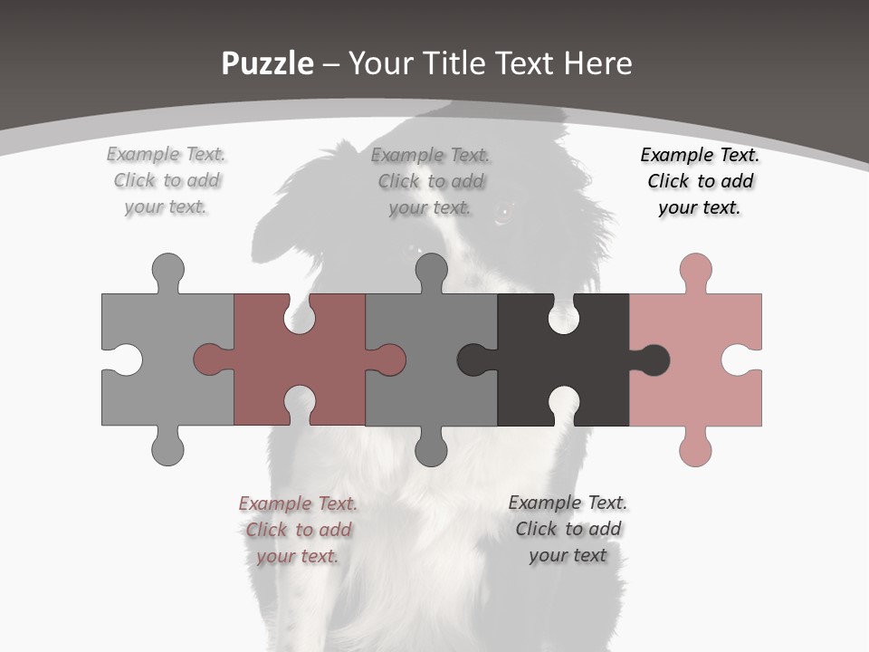 Border Collie Breed Sitting In Front Of A White Background And Facing The Camera PowerPoint Template