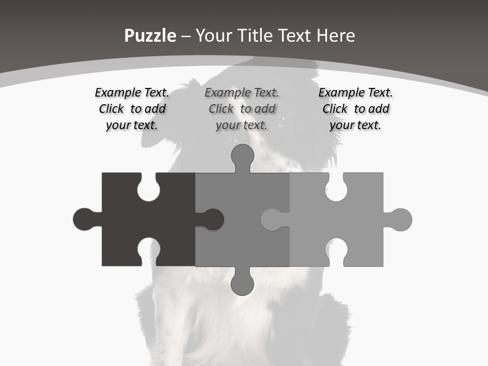 Border Collie Breed Sitting In Front Of A White Background And Facing The Camera PowerPoint Template