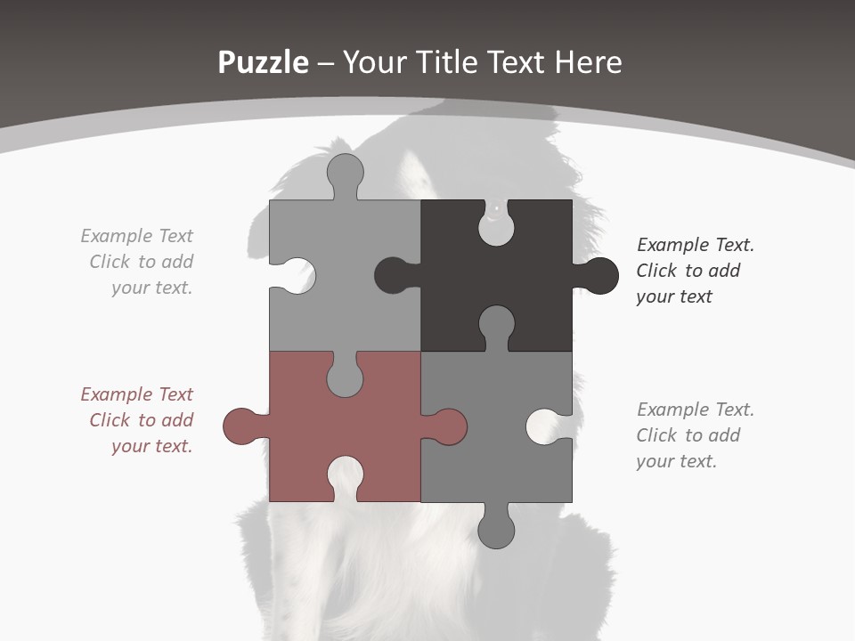 Border Collie Breed Sitting In Front Of A White Background And Facing The Camera PowerPoint Template