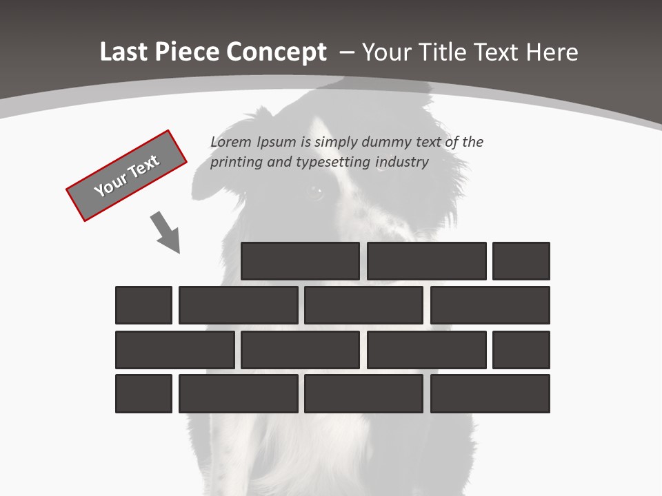 Border Collie Breed Sitting In Front Of A White Background And Facing The Camera PowerPoint Template