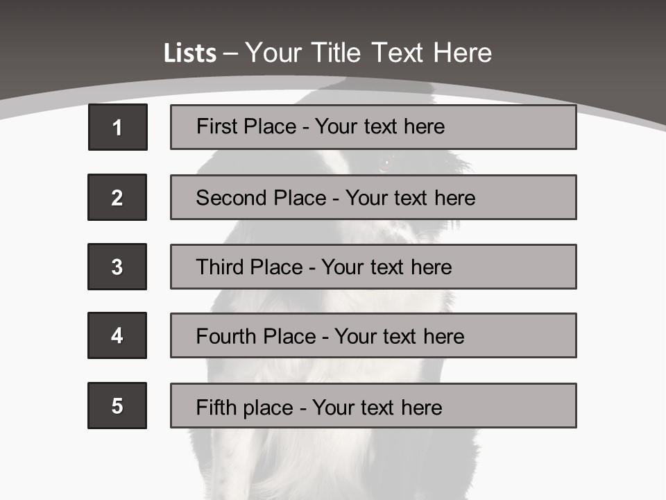 Border Collie Breed Sitting In Front Of A White Background And Facing The Camera PowerPoint Template