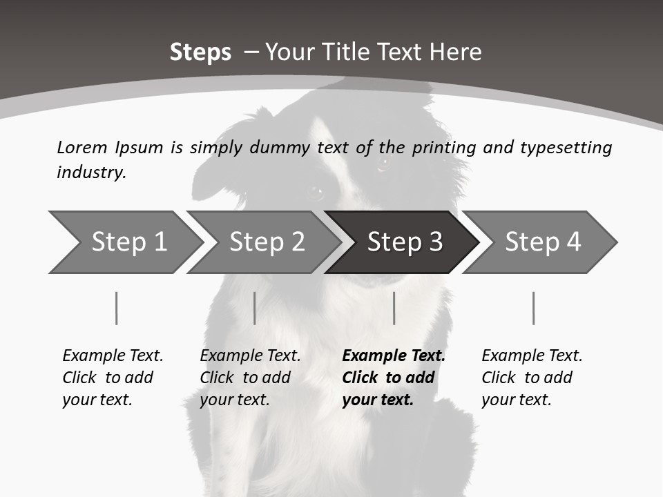 Border Collie Breed Sitting In Front Of A White Background And Facing The Camera PowerPoint Template
