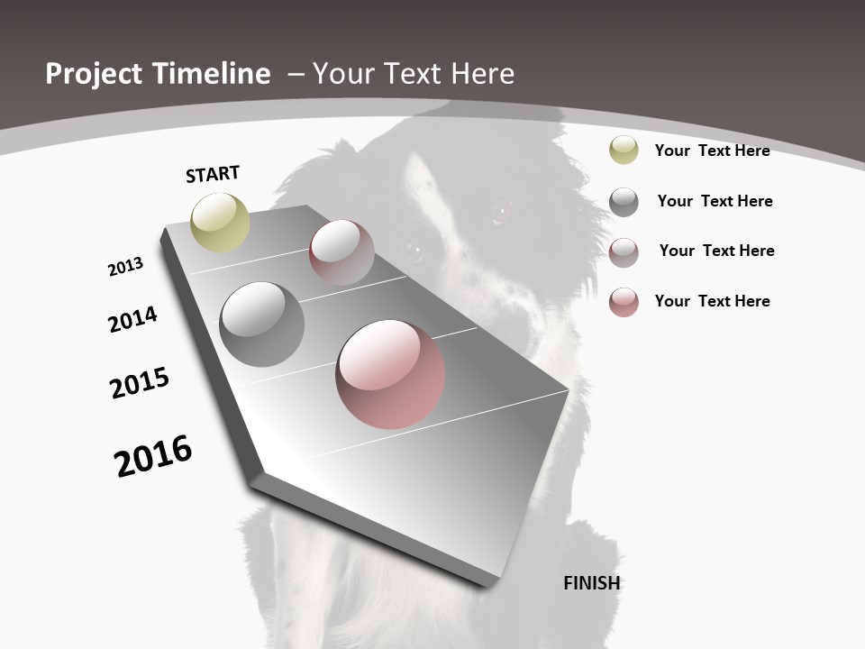 Border Collie Breed Sitting In Front Of A White Background And Facing The Camera PowerPoint Template