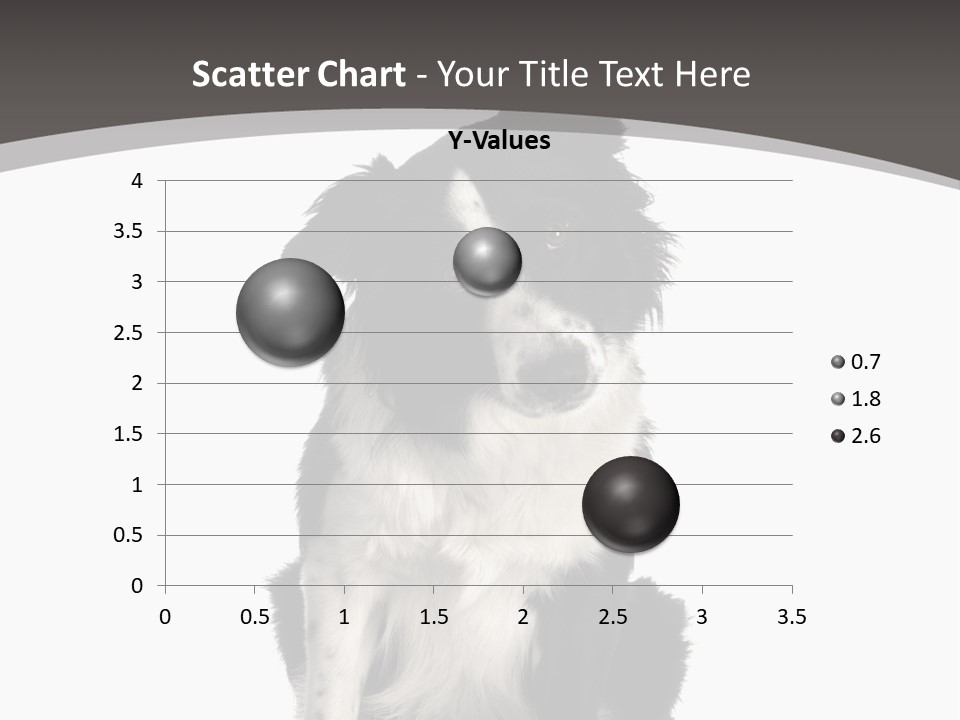 Border Collie Breed Sitting In Front Of A White Background And Facing The Camera PowerPoint Template