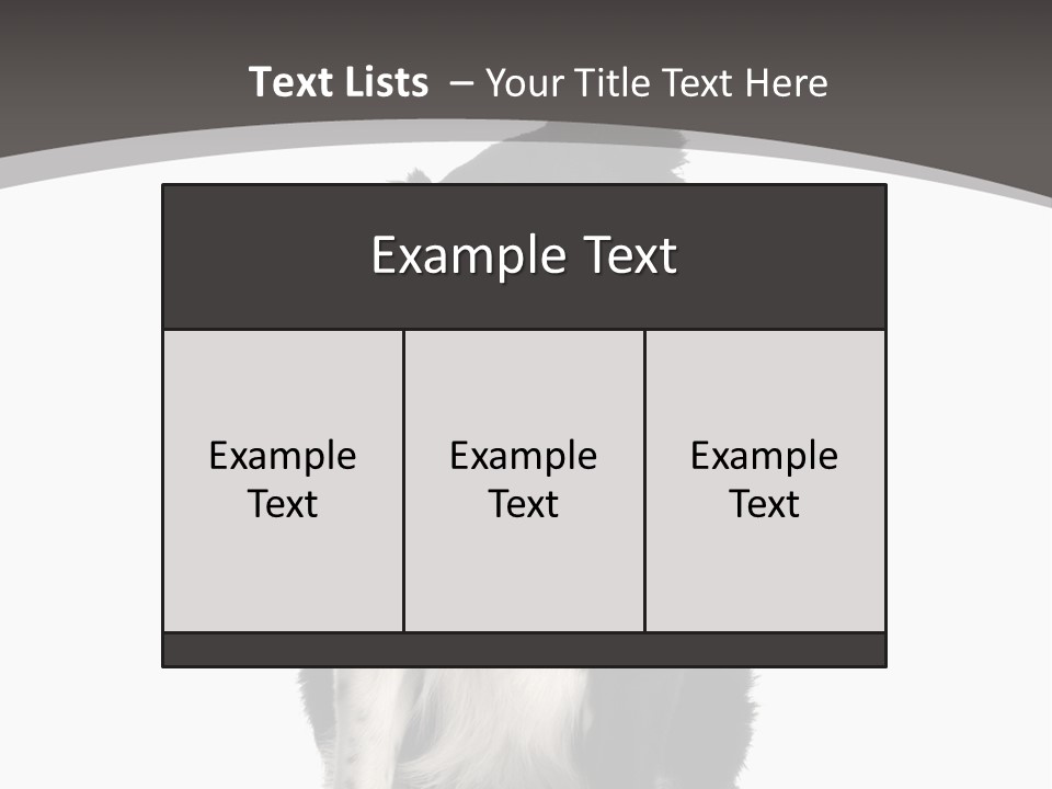 Border Collie Breed Sitting In Front Of A White Background And Facing The Camera PowerPoint Template