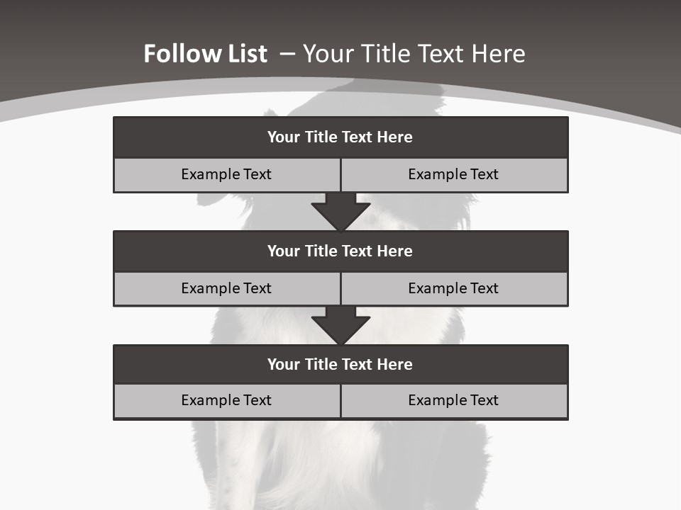 Border Collie Breed Sitting In Front Of A White Background And Facing The Camera PowerPoint Template