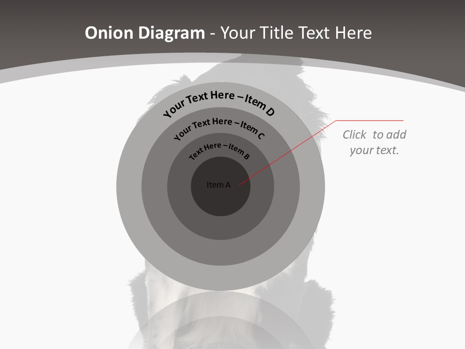 Border Collie Breed Sitting In Front Of A White Background And Facing The Camera PowerPoint Template
