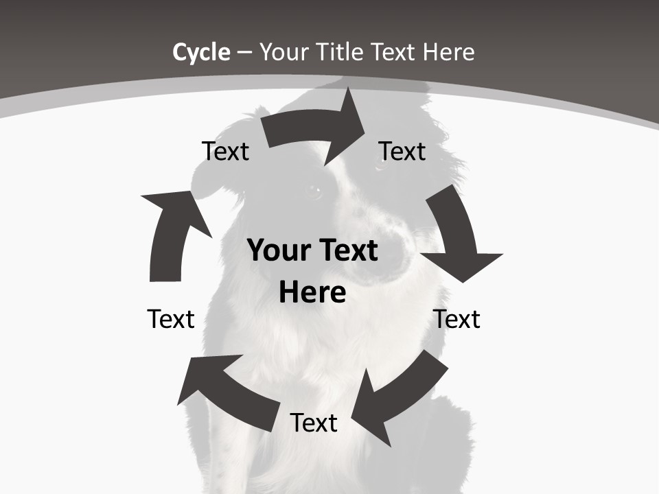 Border Collie Breed Sitting In Front Of A White Background And Facing The Camera PowerPoint Template