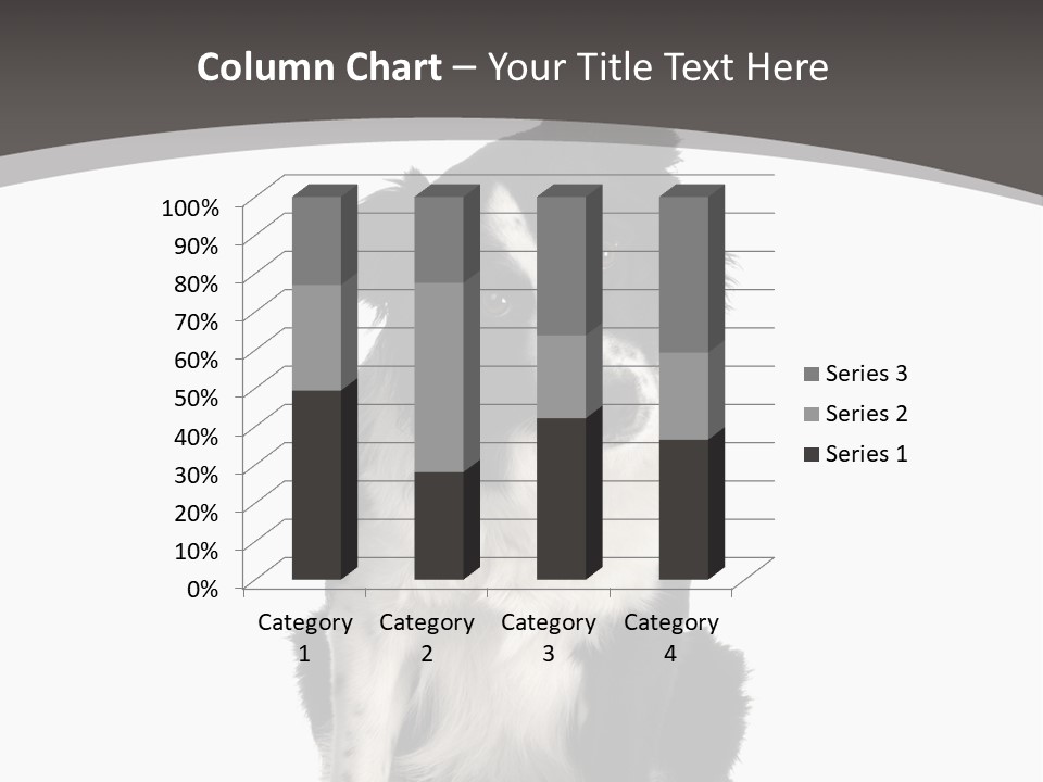 Border Collie Breed Sitting In Front Of A White Background And Facing The Camera PowerPoint Template
