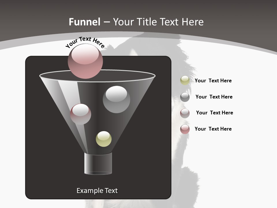 Border Collie Breed Sitting In Front Of A White Background And Facing The Camera PowerPoint Template