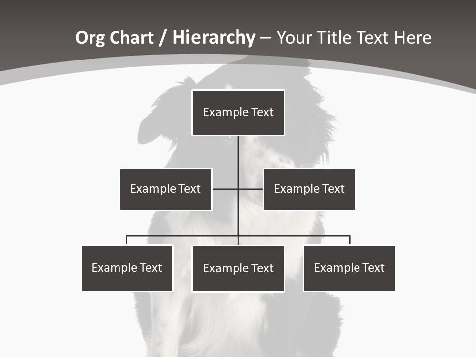 Border Collie Breed Sitting In Front Of A White Background And Facing The Camera PowerPoint Template