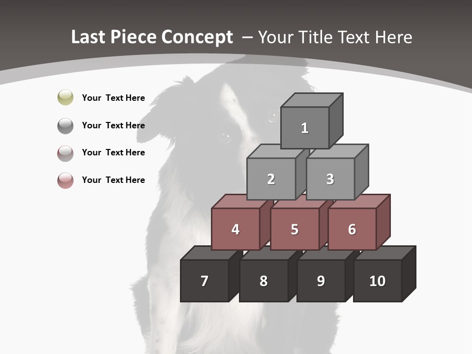 Border Collie Breed Sitting In Front Of A White Background And Facing The Camera PowerPoint Template