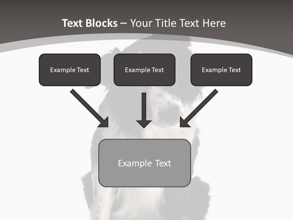 Border Collie Breed Sitting In Front Of A White Background And Facing The Camera PowerPoint Template