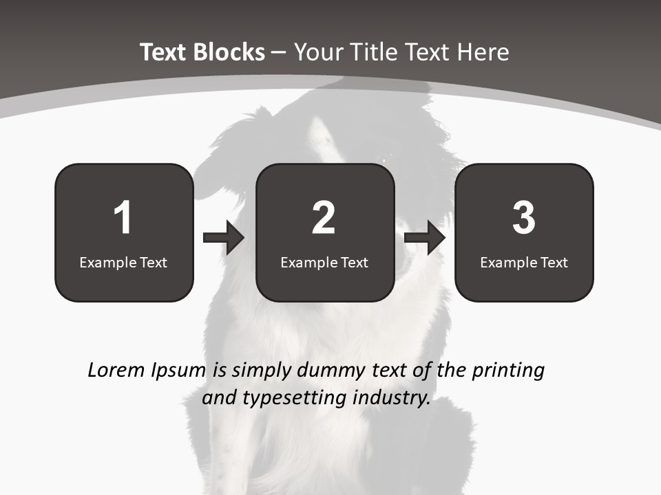 Border Collie Breed Sitting In Front Of A White Background And Facing The Camera PowerPoint Template