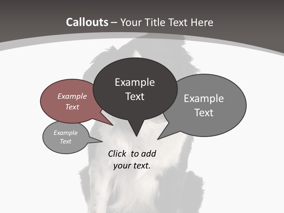 Border Collie Breed Sitting In Front Of A White Background And Facing The Camera PowerPoint Template