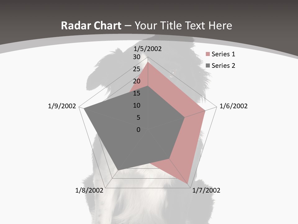 Border Collie Breed Sitting In Front Of A White Background And Facing The Camera PowerPoint Template