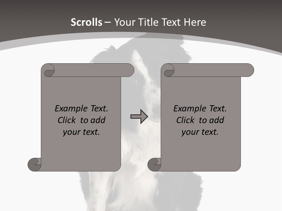 Border Collie Breed Sitting In Front Of A White Background And Facing The Camera PowerPoint Template