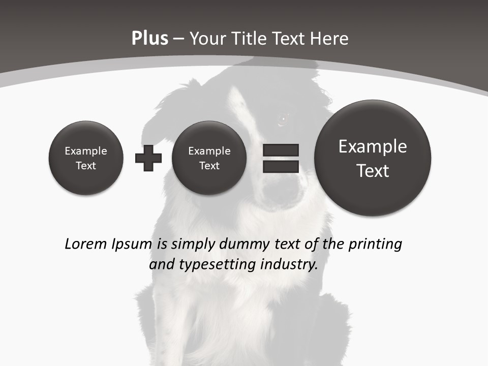 Border Collie Breed Sitting In Front Of A White Background And Facing The Camera PowerPoint Template