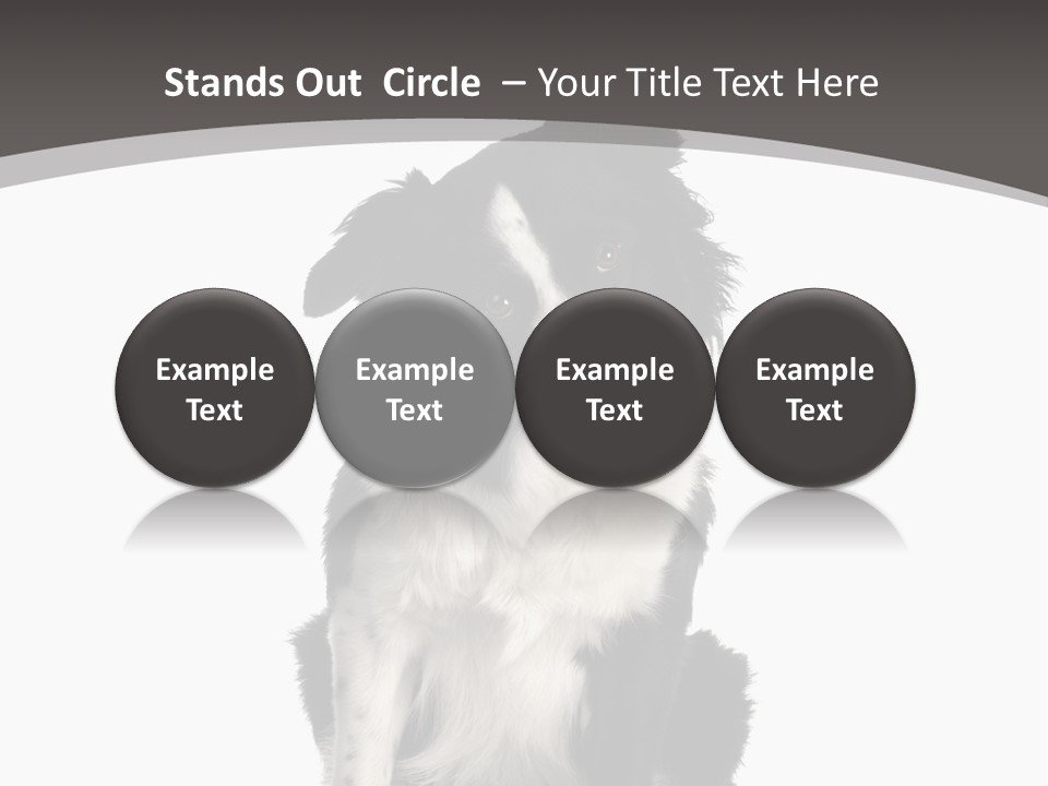 Border Collie Breed Sitting In Front Of A White Background And Facing The Camera PowerPoint Template