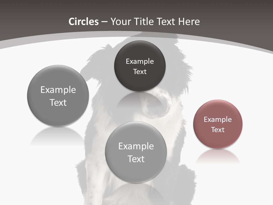 Border Collie Breed Sitting In Front Of A White Background And Facing The Camera PowerPoint Template