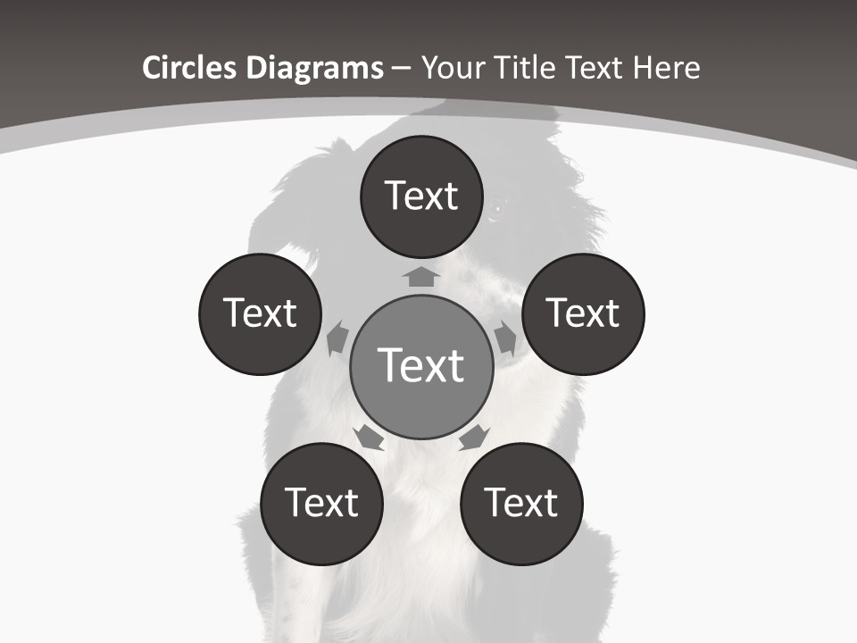 Border Collie Breed Sitting In Front Of A White Background And Facing The Camera PowerPoint Template