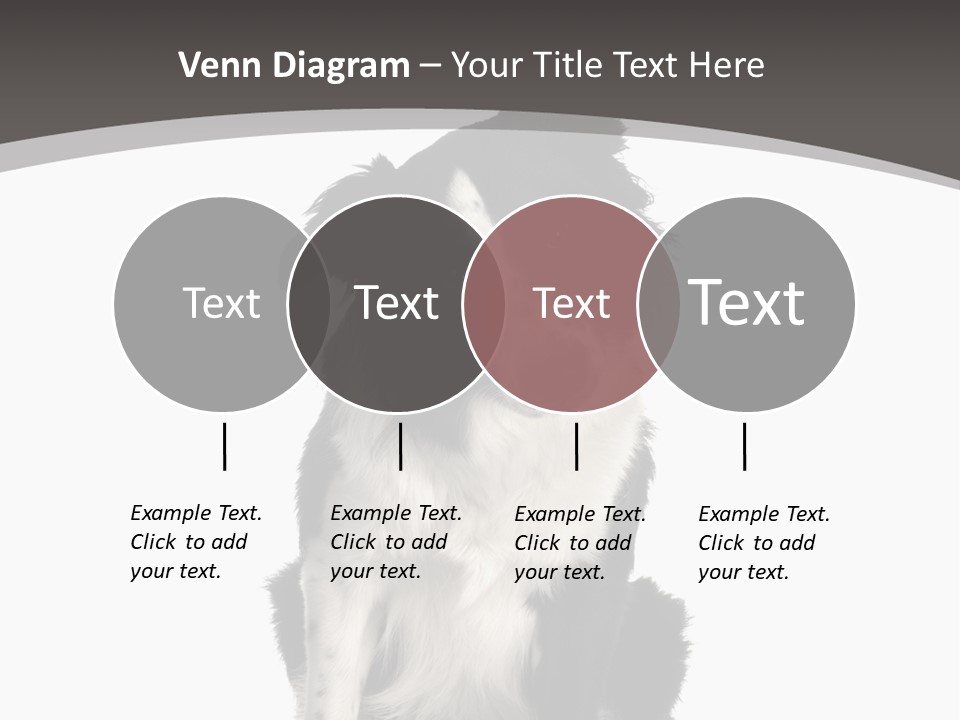 Border Collie Breed Sitting In Front Of A White Background And Facing The Camera PowerPoint Template