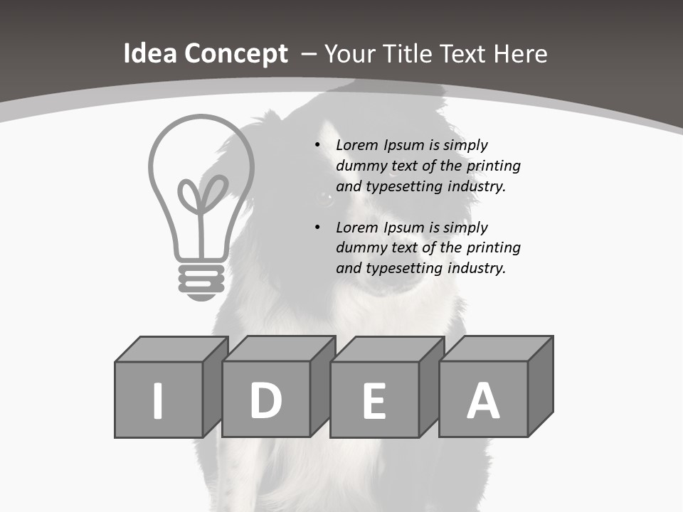 Border Collie Breed Sitting In Front Of A White Background And Facing The Camera PowerPoint Template