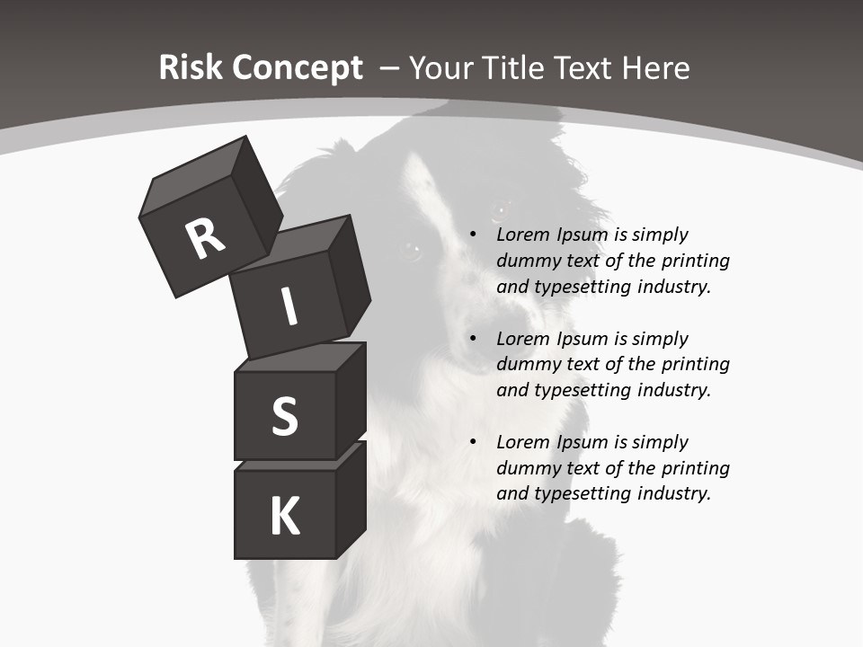 Border Collie Breed Sitting In Front Of A White Background And Facing The Camera PowerPoint Template