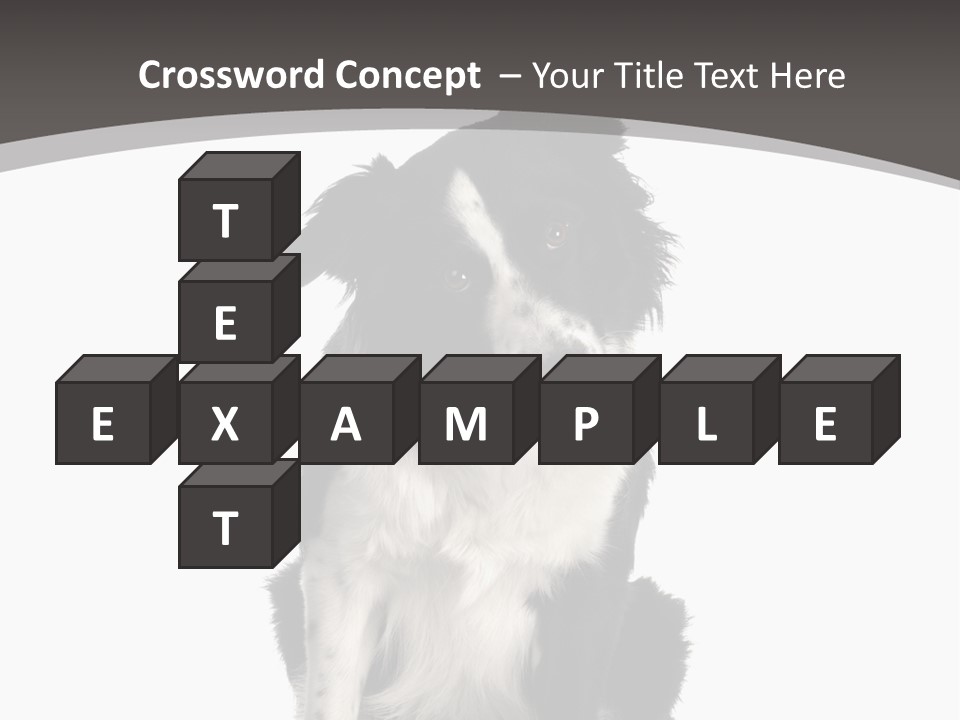 Border Collie Breed Sitting In Front Of A White Background And Facing The Camera PowerPoint Template