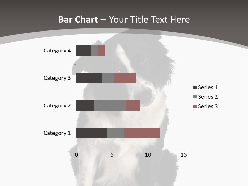 Border Collie Breed Sitting In Front Of A White Background And Facing The Camera PowerPoint Template