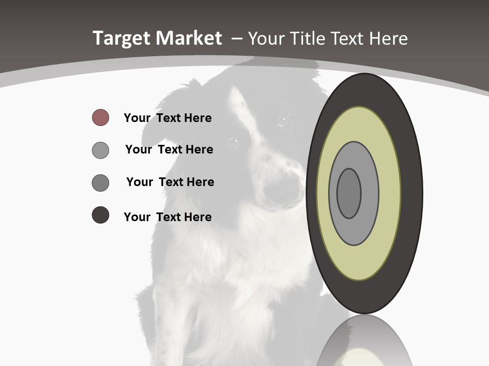 Border Collie Breed Sitting In Front Of A White Background And Facing The Camera PowerPoint Template
