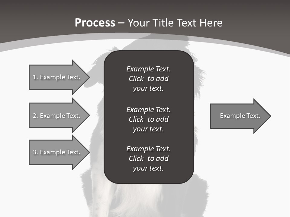 Border Collie Breed Sitting In Front Of A White Background And Facing The Camera PowerPoint Template