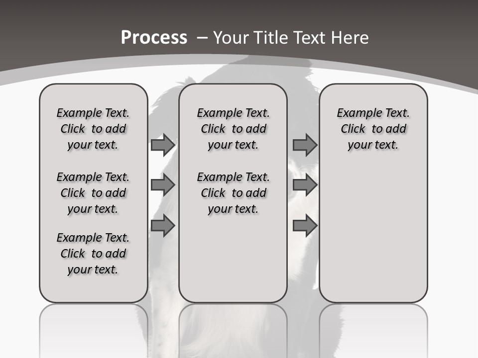 Border Collie Breed Sitting In Front Of A White Background And Facing The Camera PowerPoint Template