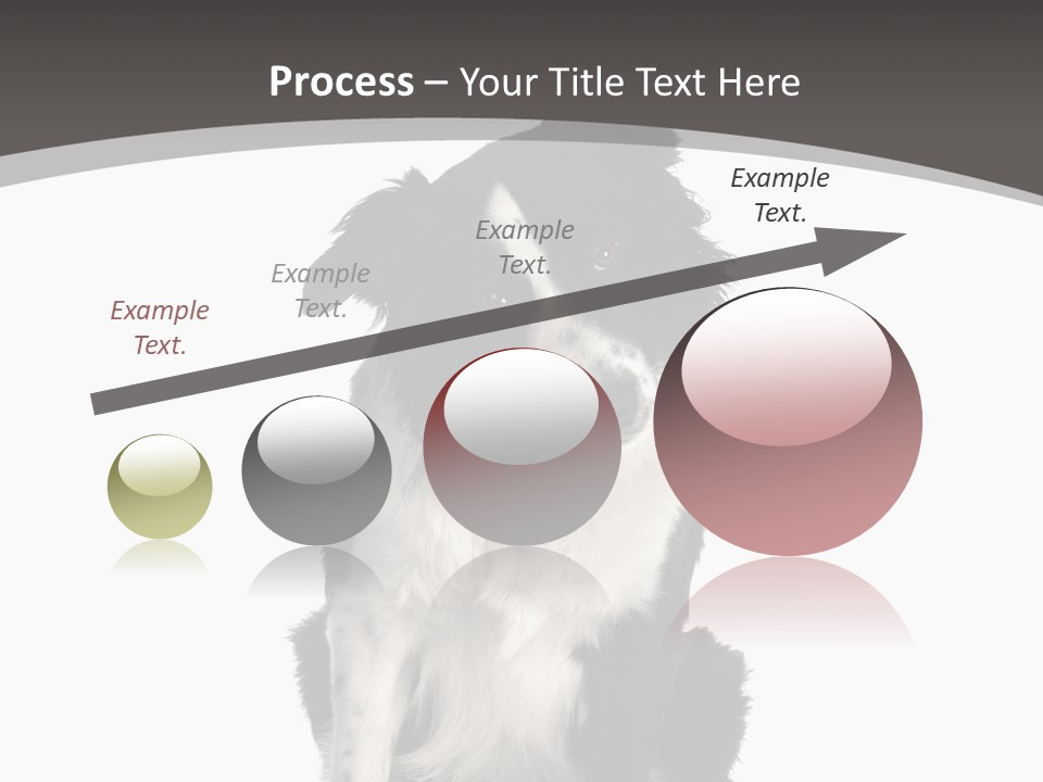 Border Collie Breed Sitting In Front Of A White Background And Facing The Camera PowerPoint Template