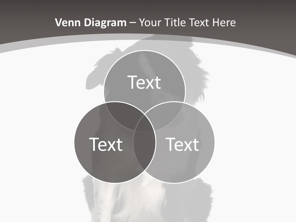 Border Collie Breed Sitting In Front Of A White Background And Facing The Camera PowerPoint Template