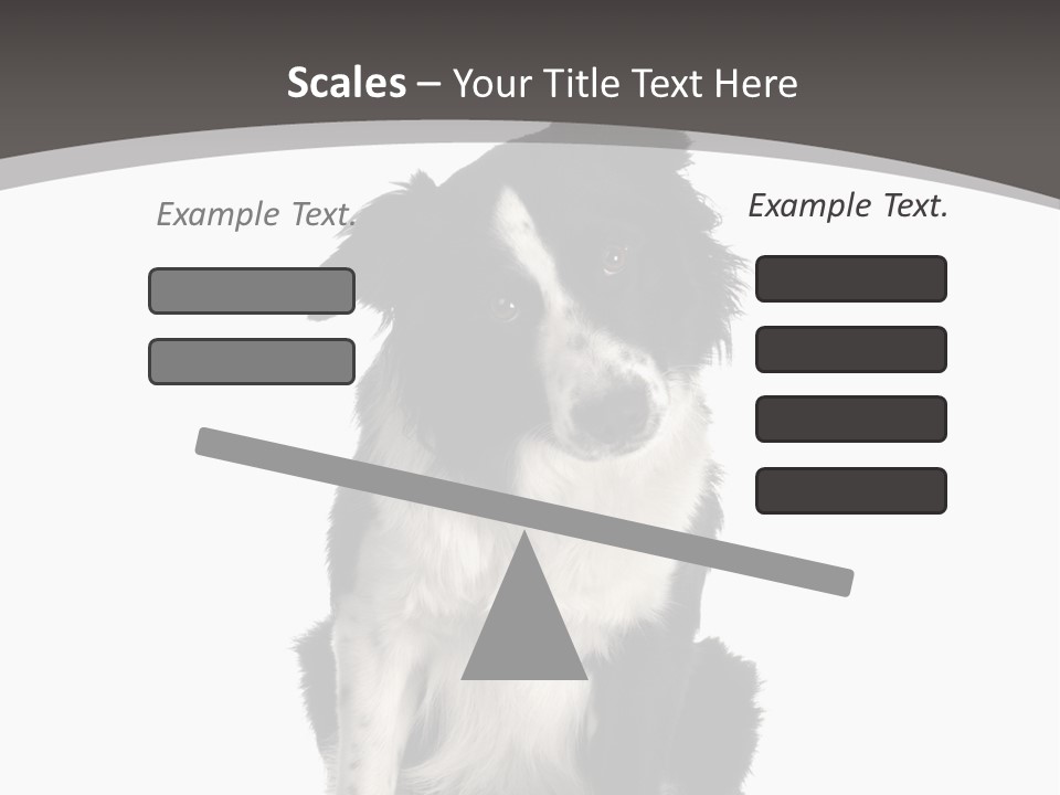 Border Collie Breed Sitting In Front Of A White Background And Facing The Camera PowerPoint Template