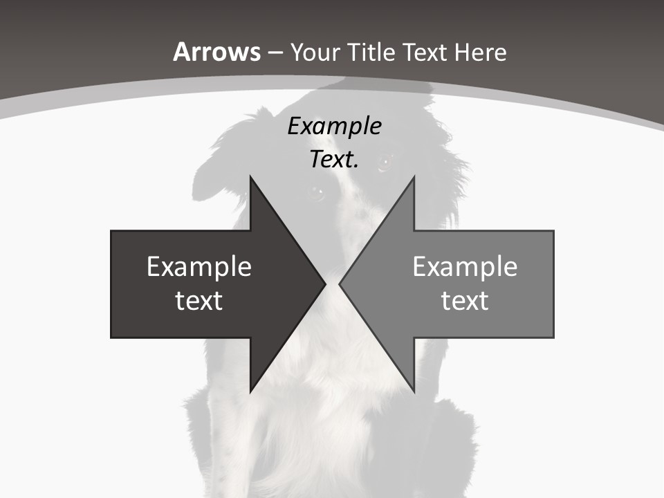 Border Collie Breed Sitting In Front Of A White Background And Facing The Camera PowerPoint Template