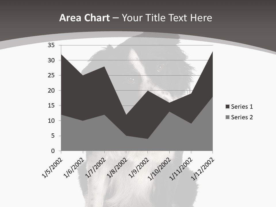Border Collie Breed Sitting In Front Of A White Background And Facing The Camera PowerPoint Template