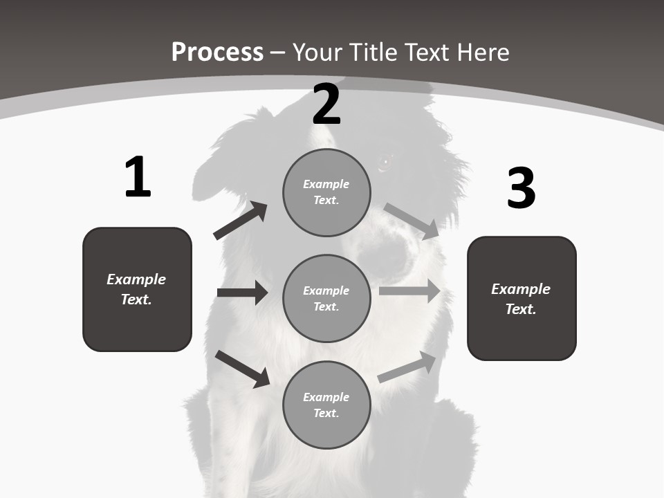 Border Collie Breed Sitting In Front Of A White Background And Facing The Camera PowerPoint Template